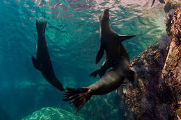 Three sea lions are pictured swimming underwater from below.