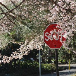 Cherry blossoms, stop sign hidden behind trees