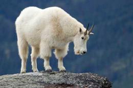 Mountain goat