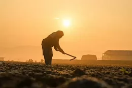An agricultural worker labours in a field in the heat.
