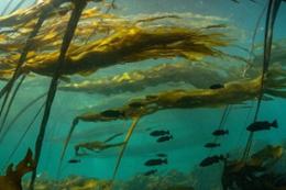 rockfish swimming through kelp 