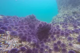 A grouping of purple sea urchins on a rock formation in the ocean.