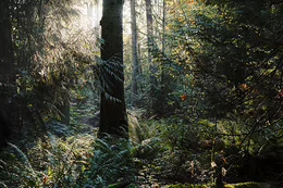 Sunlight shines through trees in a forest.