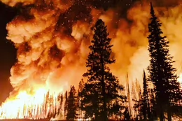 Flames and smoke rise in the night sky with pine trees in the foreground.