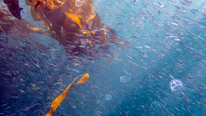 School of herring swim with kelp and jelly fish in Georgia Strait
