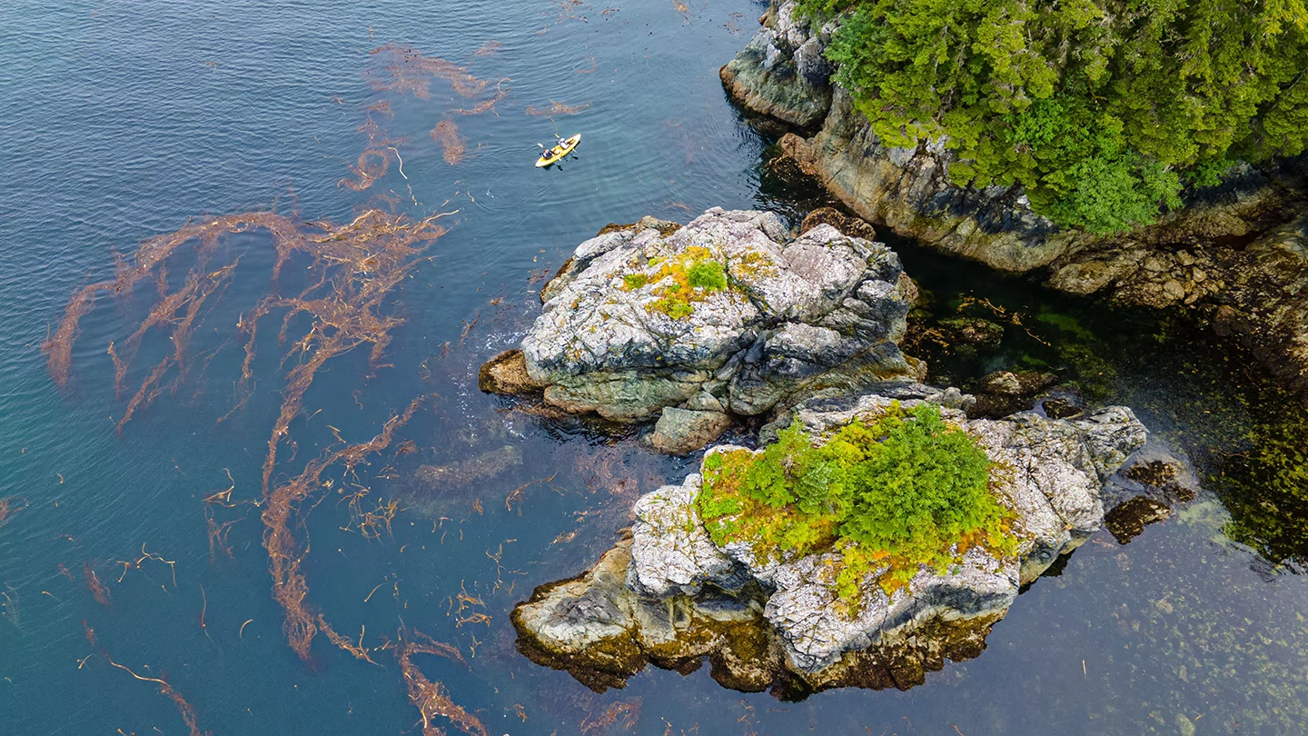 aerial shot of Kayakers in the water with giant kelp