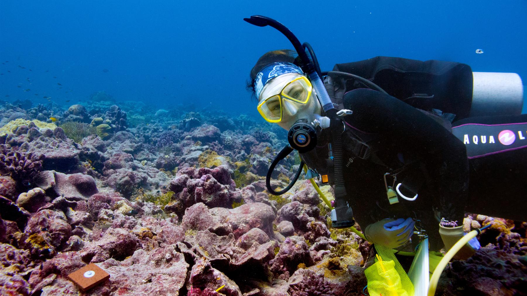 researcher diving in ocean