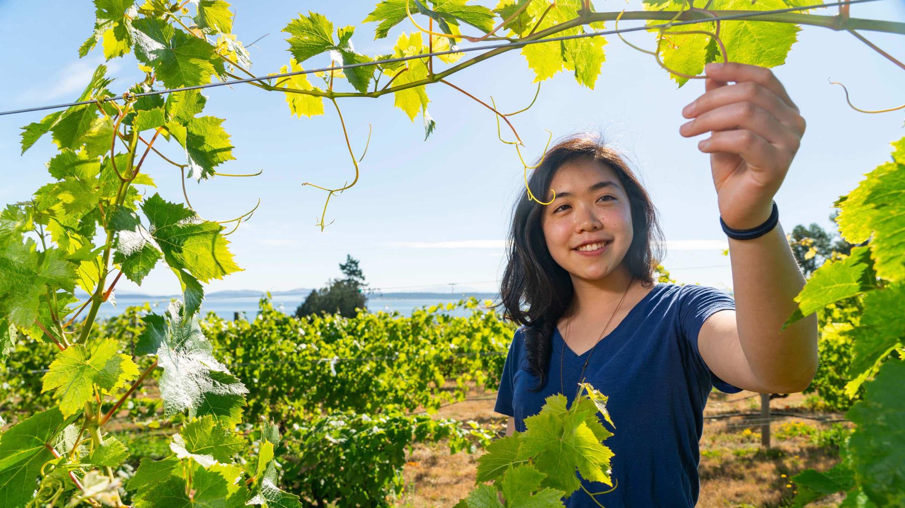 A young woman of Asian descent stands smiling in a blue V-neck t-shirt among grape vines on a vineyard owned by the Canadian Food Inspection Agency. It is a warm, sunny summer day; the colours are vibrant and there is a light haze to the air. With distant mountains and a trace of the ocean in the background, the woman is visible from the torso up, framed by vine leaves in the foreground, one of which she reaches out to inspect.