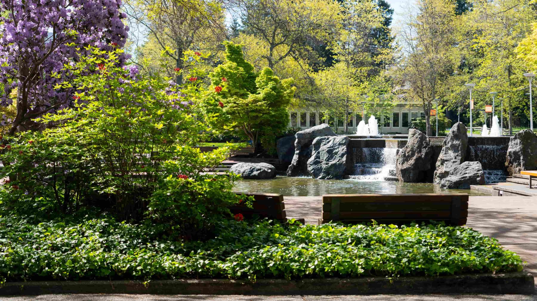 UVic campus quad and fountain on a sunny spring day with rhododendrons in bloom and new growth on the trees. 