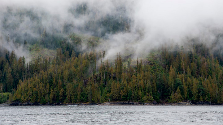 A photo of the tree-lined and foggy Yuquot shore, taken from the ocean approximately one hundred yards away