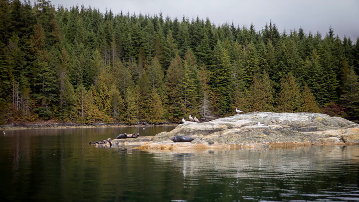 Seals rest in the sun on a small rocky island in the inlet leading to Nootka Island