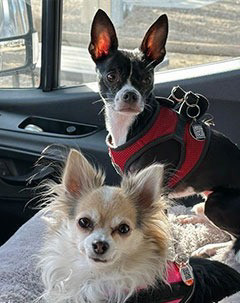 two dogs