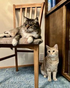 image of two cats