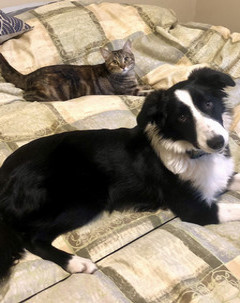 cat and dog picture