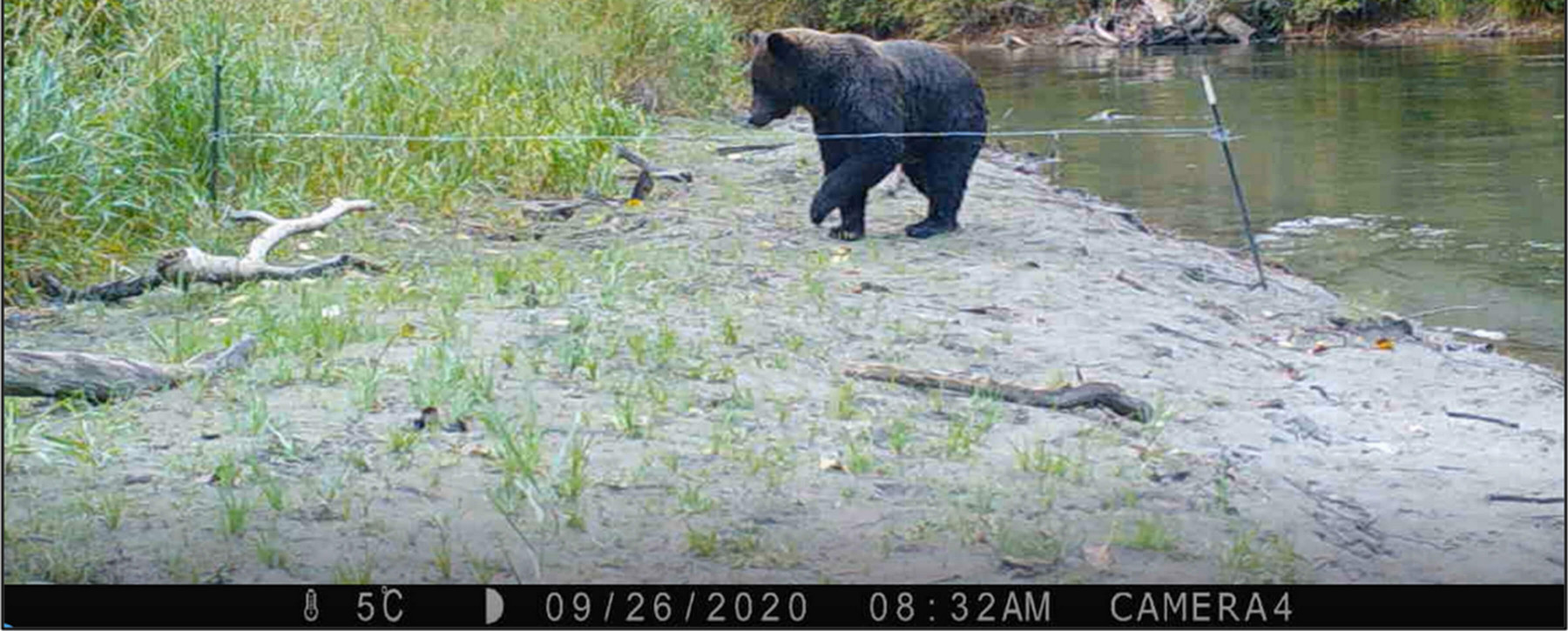 Photograph of a bear on a riverbank approaching a trip wire. 