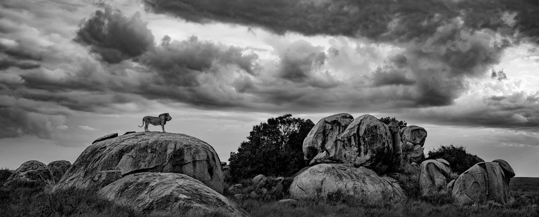 A black and white photo of a male lion standing atop a hill looking out over a valley with clouds in the air. 