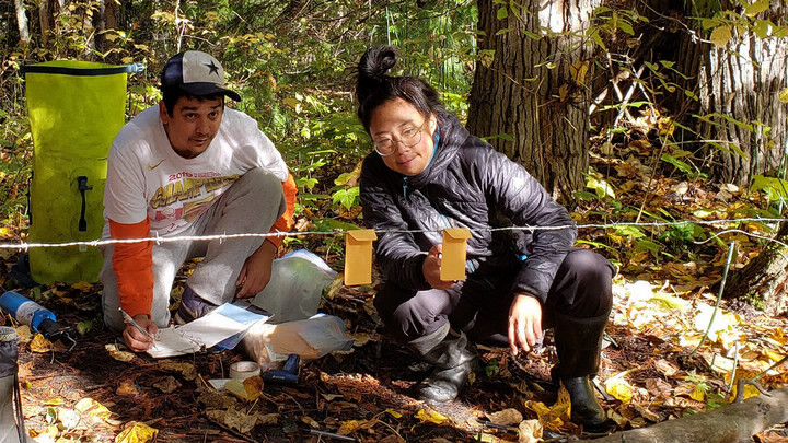 Two people in the woods recording information while tending to a wire with small envelopes affixed to the wire.