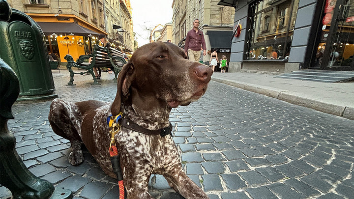 A brown and white German Shorthaired Pointer dog resting on a city sidewalk.