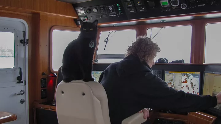 A cat sits atop the captain's chair of a yacht while a person works the controls of the boat.