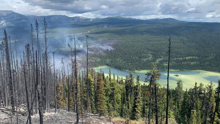 Burnt trees in a smoky forest.