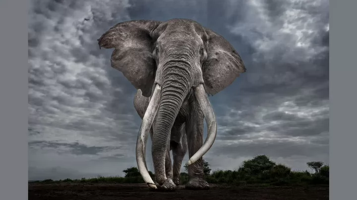 An elephant with large tusks looks directly at the camera. 