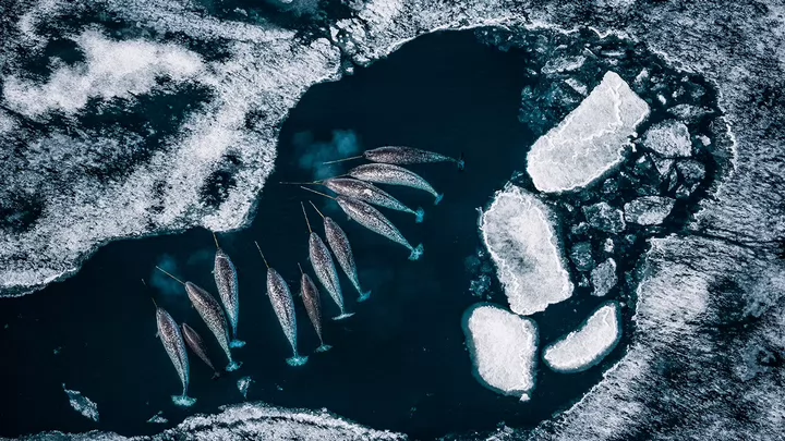 An overhead view of a dozen narwhals gathered around an icy harbour. 