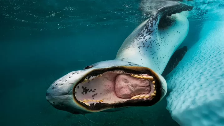 A seal swimming underwater with its mouth wide open. 