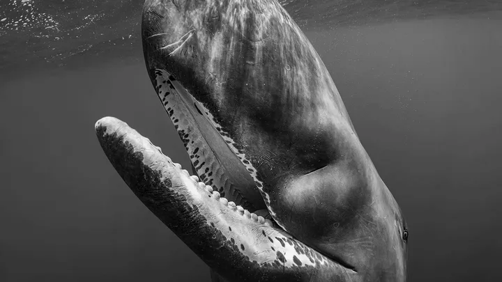 A black and white photo of a whale underwater with its mouth open. 