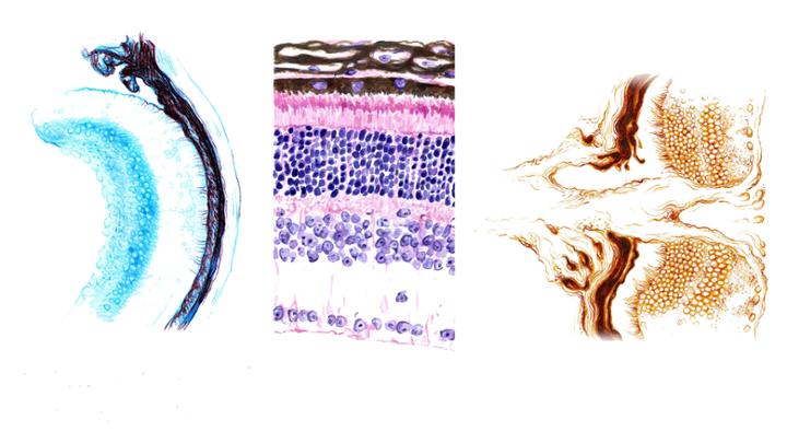 Sketches of a retina
