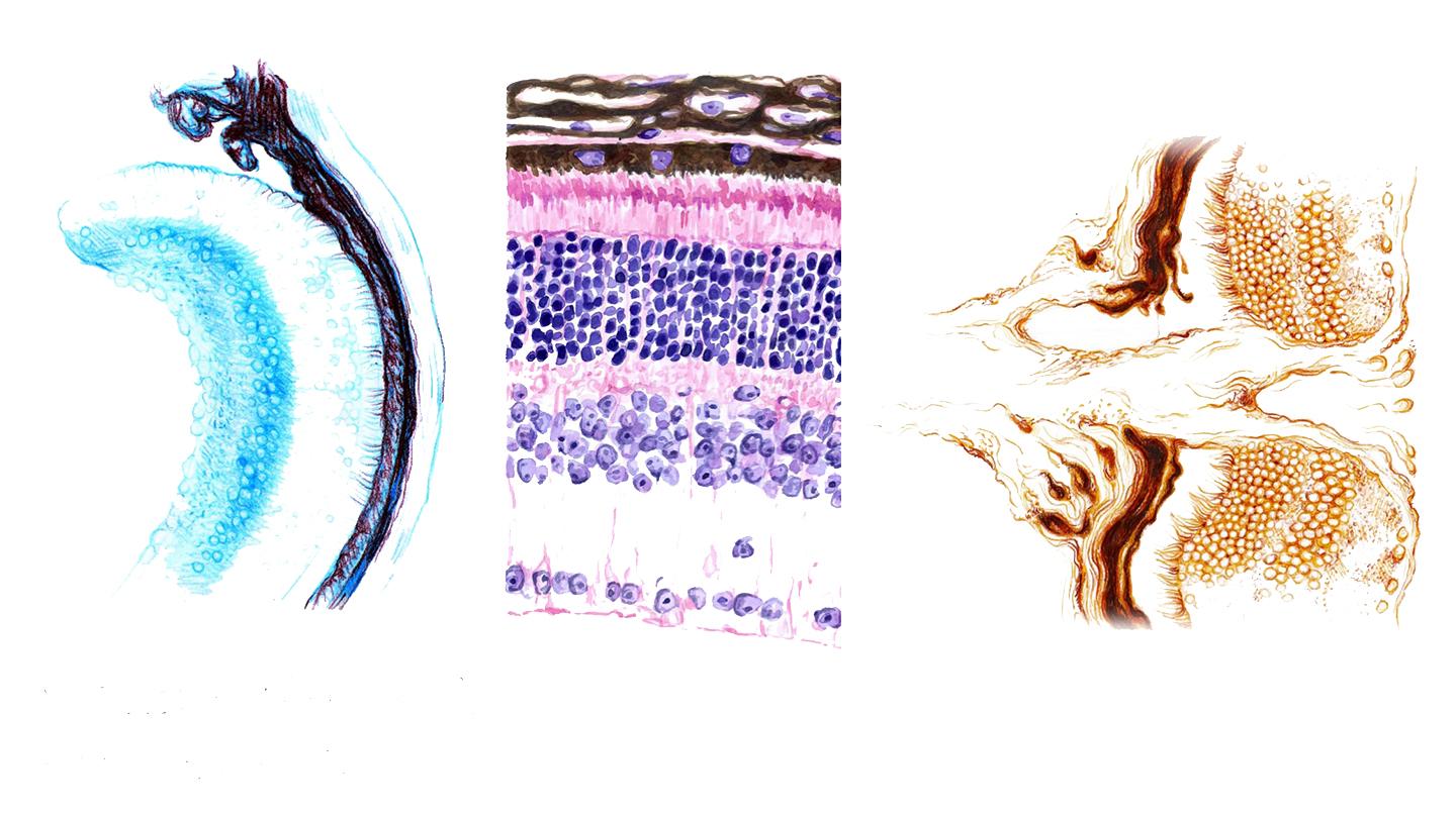Sketches of a retina