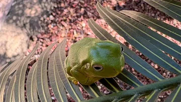 A tropical frog sitting on a leaf. 