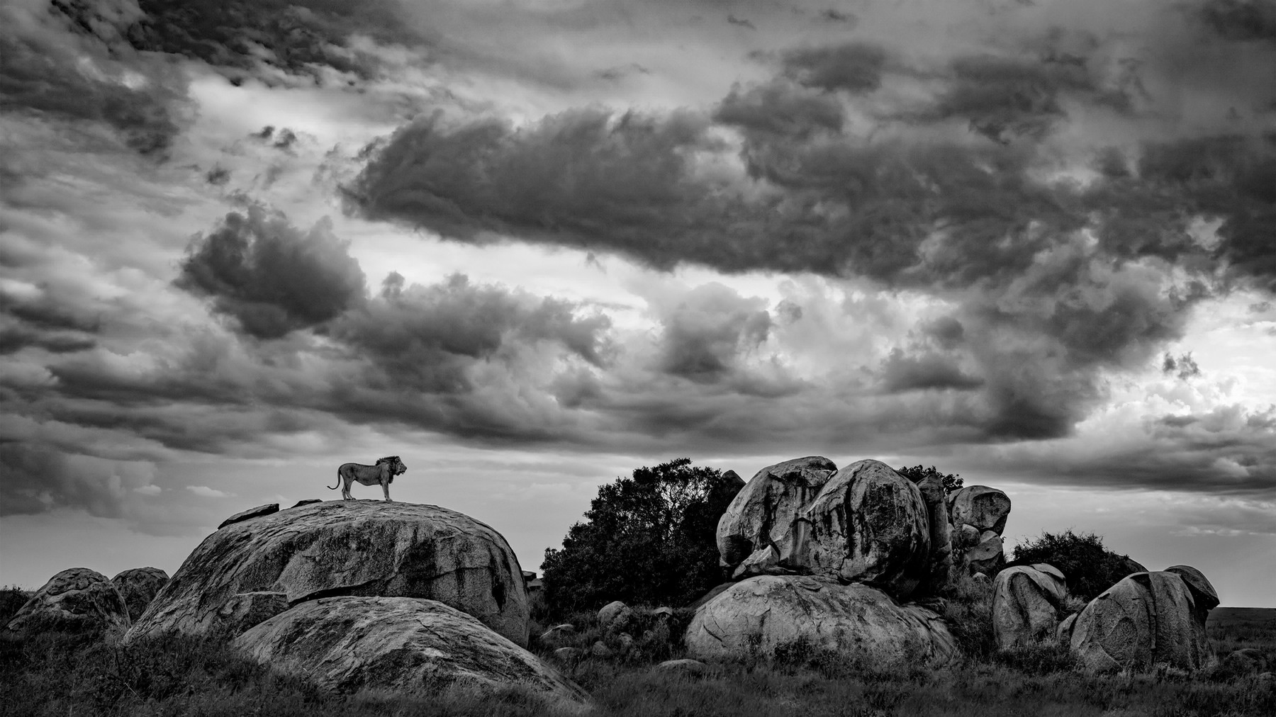 A lion standing atop a hill below a cloud-filled sky.