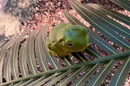 A tropical frog sitting on a leaf. 