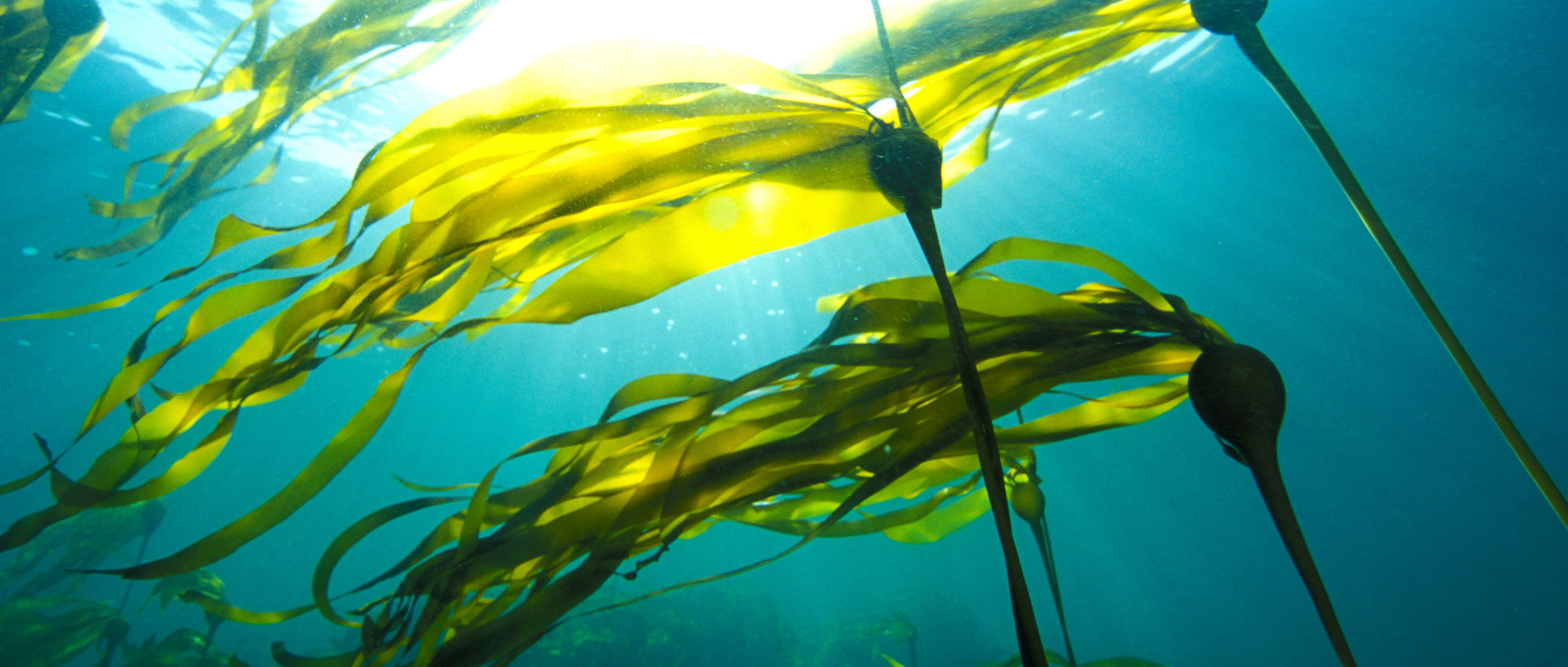 Водоросли келп ламинариевые. Келп бурая водоросль. Водоросли в воде. Водоросли в воде. Посейдония океаническая.