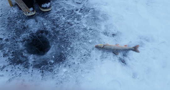 Ice-jigging for fish near Cambridge Bay