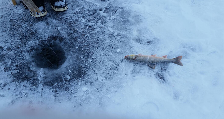 Near Cambridge Bay, students learn to ice-jig for fish as part of the CALR program offered by Continuing Studies and the Department of Linguistics at UVic, with Nunavut Arctic College. (Photo credit: Saa Pitsiulak)
