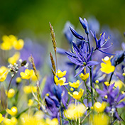Zoom background with Camas flowers