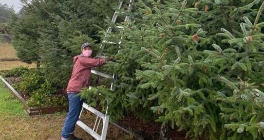 A girl stands in front of a line of trees holding  a ladder at its base. The ladder is going to the top of the tree in front of her. 