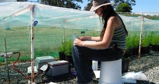 Woman sits on bucket taking observation notes on a line of young trees in front of her. The young trees have netting suspended above them. 