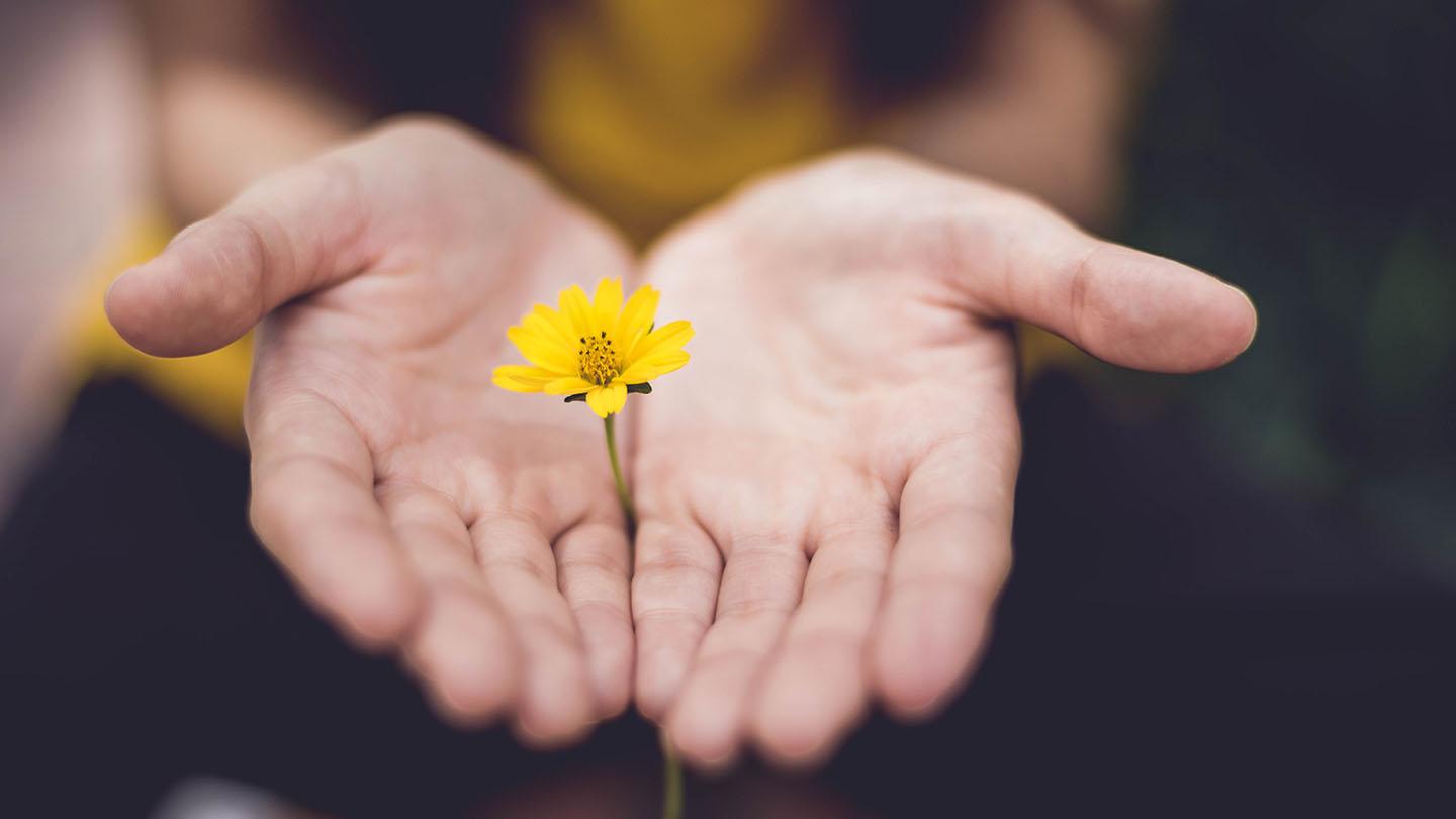 Two hands holding a yellow flower.