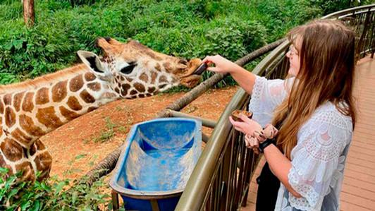 A student feeds a giraffe.