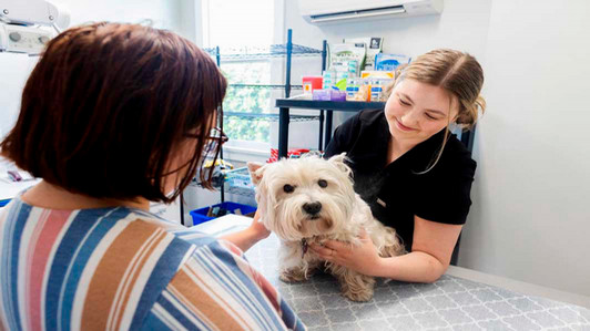 A student holds a dog in a veterinary office.
