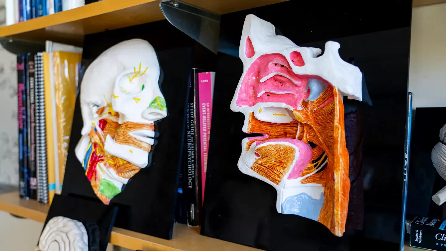Close up of two plastic brain models.