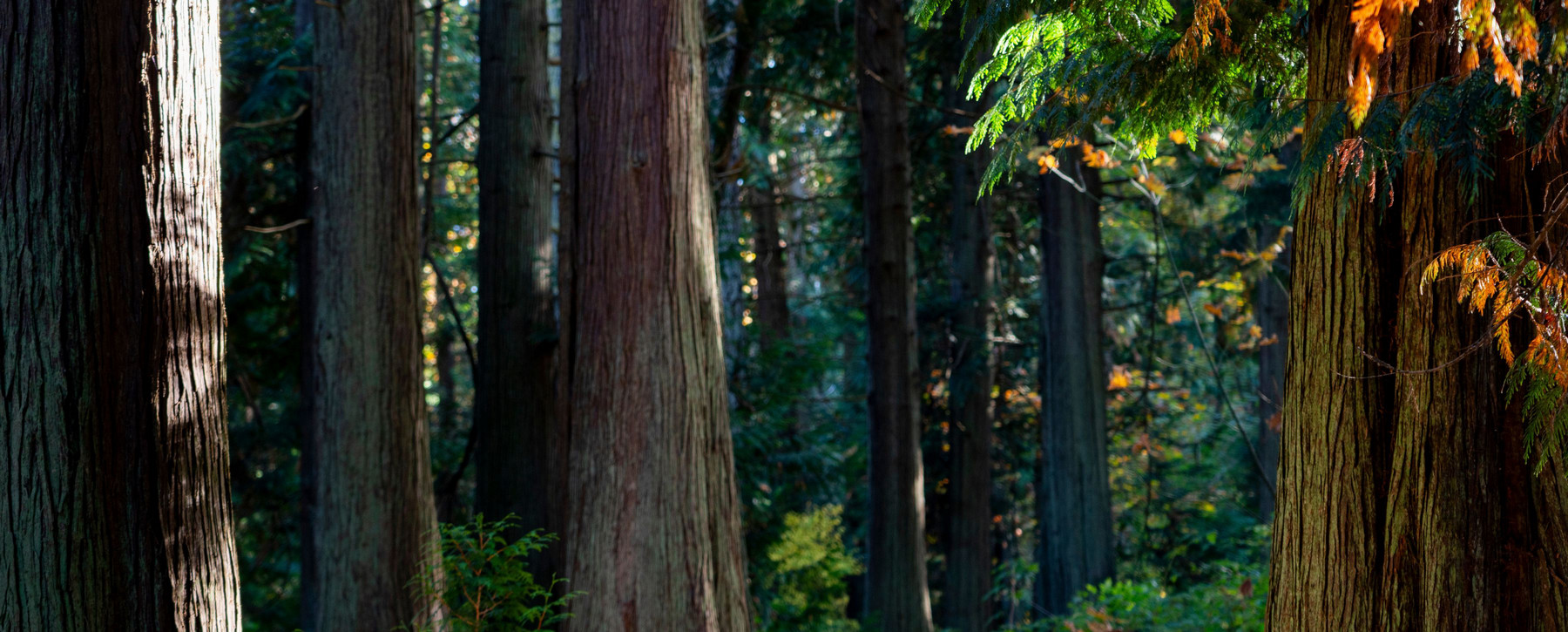 image of trees in forest