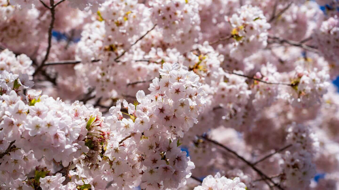 A nature shot of cherry blossoms in bloom on campus.