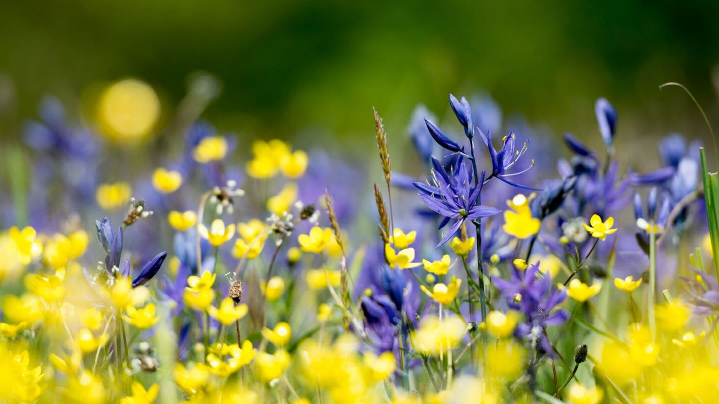 A decorative image of yellow and purple wildflowers.