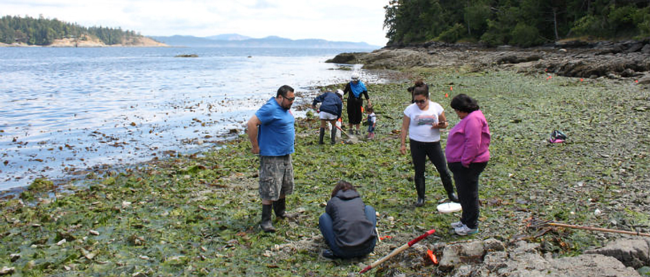 Students working at a clam garden by the ocean