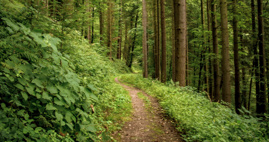 A lush, green forest with a trail