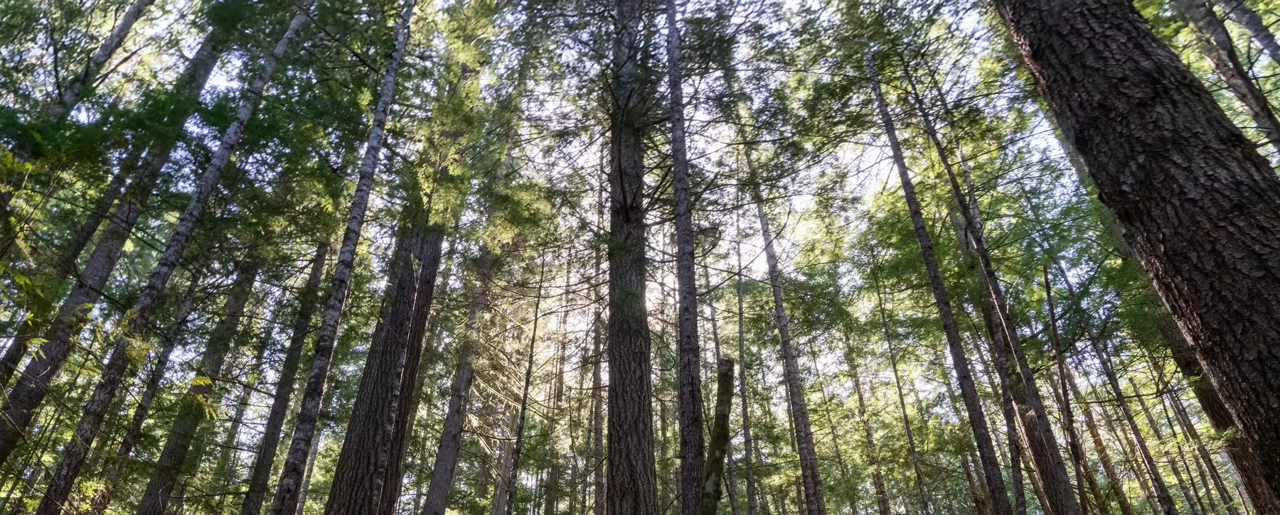 Tree canopy in the forest.