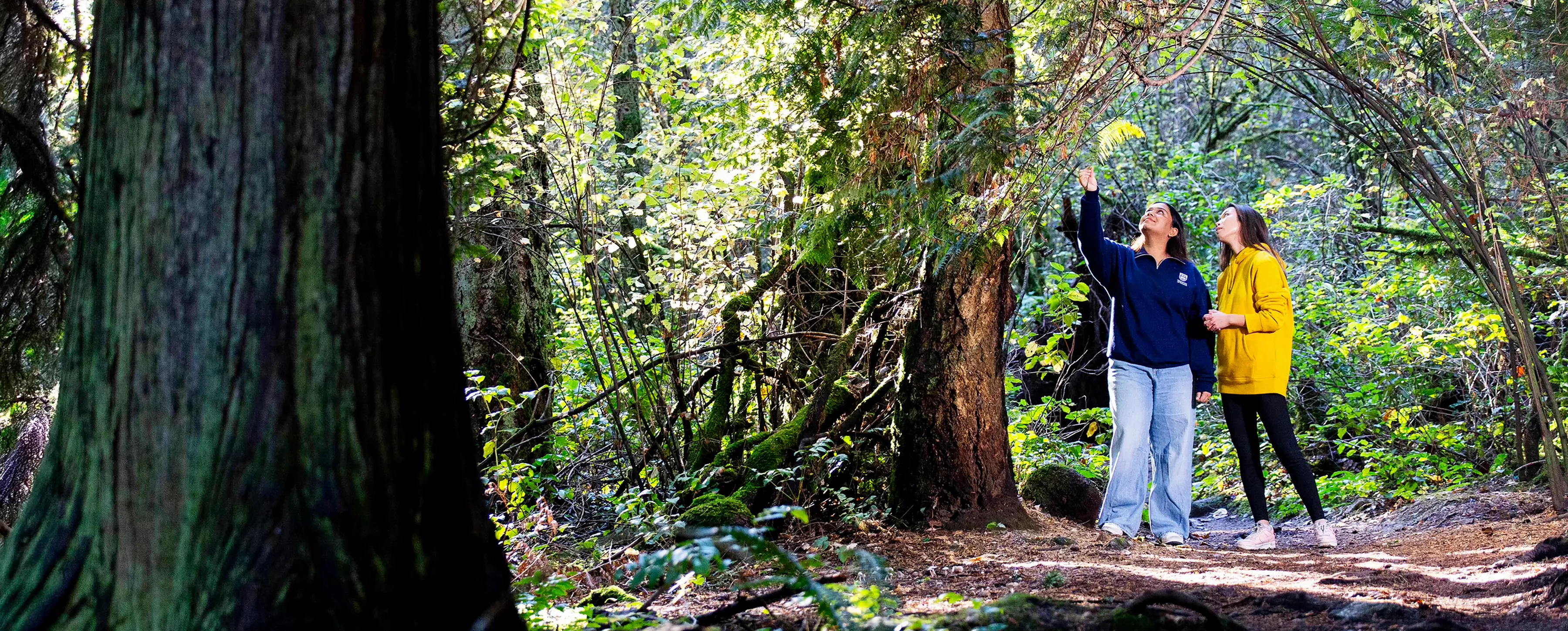 Two people stand in the forest, looking up at a branch.
